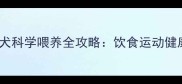 三个月大金毛幼犬科学喂养全攻略饮食运动健康发育关键指南