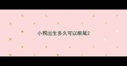 小狗出生多久可以断尾