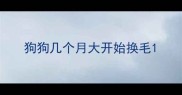狗狗几个月大开始换毛