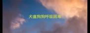 犬瘟狗狗呼吸困难
