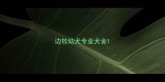 边牧幼犬专业犬舍