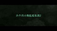 六个月小狗乱咬东西