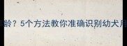 如何判断狗狗年龄5个方法教你准确识别幼犬月龄及发育特征