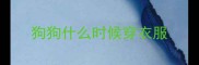 狗狗什么时候穿衣服