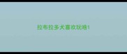 拉布拉多犬喜欢玩啥