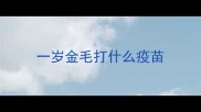 一岁金毛打什么疫苗