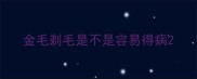 金毛剃毛是不是容易得病