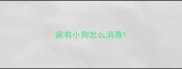 家有小狗怎么消毒