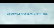 边牧黑色毛变咖啡色是怎么回事