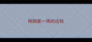 刚到家一周的边牧