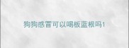 狗狗感冒可以喝板蓝根吗