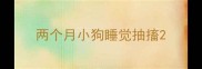 两个月小狗睡觉抽搐