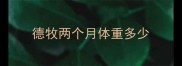 德牧两个月体重多少