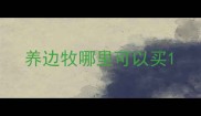 养边牧哪里可以买