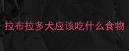 拉布拉多犬应该吃什么食物