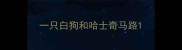 一只白狗和哈士奇马路