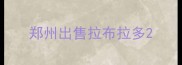 郑州出售拉布拉多