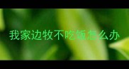我家边牧不吃饭怎么办