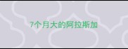 7个月大的阿拉斯加