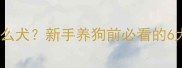 拉布拉多猎犬是什么犬新手养狗前必看的6大真相和养护指南