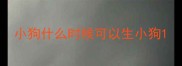 小狗什么时候可以生小狗