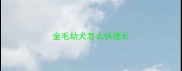 金毛幼犬怎么快速长