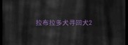 拉布拉多犬寻回犬