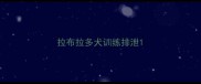 拉布拉多犬训练排泄
