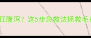 猫咪驱虫后疯狂腹泻这5步急救法拯救毛孩子健康