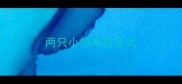 两只小拉布拉多犬