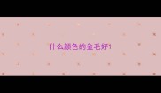什么颜色的金毛好