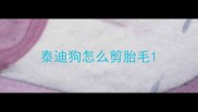 泰迪狗怎么剪胎毛