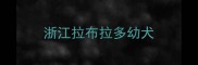 浙江拉布拉多幼犬