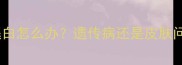 边境牧羊犬一腿黑一腿白怎么办遗传病还是皮肤问题专业医生解答全