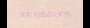 如何训练边牧狗狗