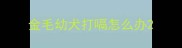 金毛幼犬打嗝怎么办