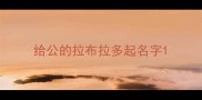 给公的拉布拉多起名字
