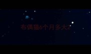 布偶猫6个月多大