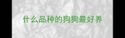 什么品种的狗狗最好养