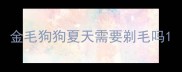 金毛狗狗夏天需要剃毛吗