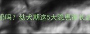 拉布拉多犬能喝牛奶吗幼犬期这5大隐患家长必看附正确喂养指南