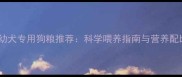泰迪幼犬专用狗粮推荐科学喂养指南与营养配比全