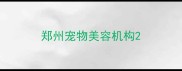 郑州宠物美容机构