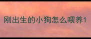 刚出生的小狗怎么喂养