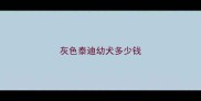 灰色泰迪幼犬多少钱