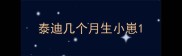 泰迪几个月生小崽