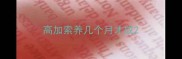 高加索养几个月才成