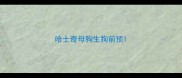 哈士奇母狗生狗前预