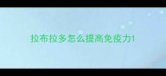 拉布拉多怎么提高免疫力