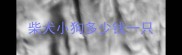 柴犬小狗多少钱一只